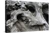 Redwood Root Driftwood-Robert Goldwitz-Stretched Canvas