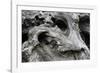 Redwood Root Driftwood-Robert Goldwitz-Framed Photographic Print