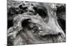 Redwood Root Driftwood-Robert Goldwitz-Mounted Photographic Print