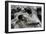 Redwood Root Driftwood-Robert Goldwitz-Framed Photographic Print