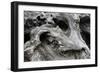 Redwood Root Driftwood-Robert Goldwitz-Framed Photographic Print