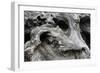 Redwood Root Driftwood-Robert Goldwitz-Framed Photographic Print