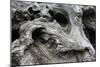 Redwood Root Driftwood-Robert Goldwitz-Mounted Photographic Print