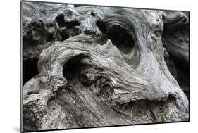 Redwood Root Driftwood-Robert Goldwitz-Mounted Photographic Print