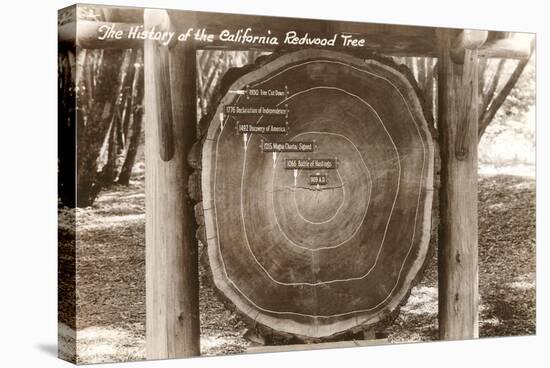 Redwood Section with Dates-null-Stretched Canvas