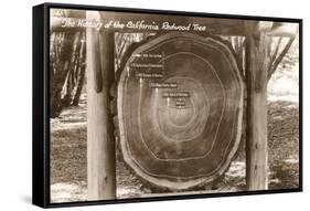 Redwood Section with Dates-null-Framed Stretched Canvas