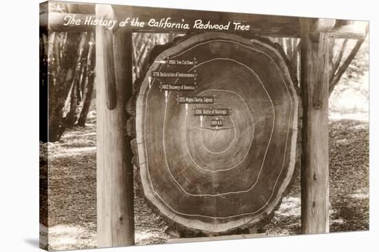 Redwood Section with Dates-null-Stretched Canvas