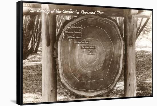 Redwood Section with Dates-null-Framed Stretched Canvas