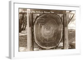 Redwood Section with Dates-null-Framed Art Print