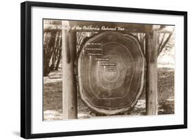 Redwood Section with Dates-null-Framed Art Print