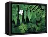 Redwood Sorrel and Bracken Fern-Scott T^ Smith-Framed Stretched Canvas