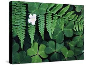 Redwood Sorrel and Bracken Fern-Scott T^ Smith-Stretched Canvas