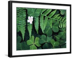 Redwood Sorrel and Bracken Fern-Scott T^ Smith-Framed Photographic Print