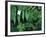 Redwood Sorrel and Bracken Fern-Scott T^ Smith-Framed Photographic Print