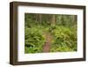 Redwood, Stillwater Cove Regional Park, Sonoma Coast, California, Usa-Rainer Mirau-Framed Photographic Print