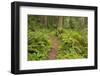 Redwood, Stillwater Cove Regional Park, Sonoma Coast, California, Usa-Rainer Mirau-Framed Photographic Print