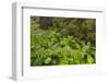 Redwood, Stillwater Cove Regional Park, Sonoma Coast, California, Usa-Rainer Mirau-Framed Photographic Print