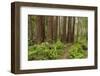 Redwood, Stillwater Cove Regional Park, Sonoma Coast, California, Usa-Rainer Mirau-Framed Photographic Print