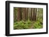 Redwood, Stillwater Cove Regional Park, Sonoma Coast, California, Usa-Rainer Mirau-Framed Photographic Print