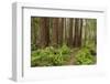 Redwood, Stillwater Cove Regional Park, Sonoma Coast, California, Usa-Rainer Mirau-Framed Photographic Print