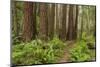 Redwood, Stillwater Cove Regional Park, Sonoma Coast, California, Usa-Rainer Mirau-Mounted Photographic Print