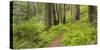 Redwood, Stillwater Cove Regional Park, Sonoma Coast, California, Usa-Rainer Mirau-Stretched Canvas