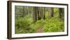 Redwood, Stillwater Cove Regional Park, Sonoma Coast, California, Usa-Rainer Mirau-Framed Photographic Print