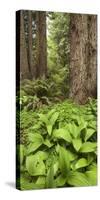 Redwood, Stillwater Cove Regional Park, Sonoma Coast, California, Usa-Rainer Mirau-Stretched Canvas