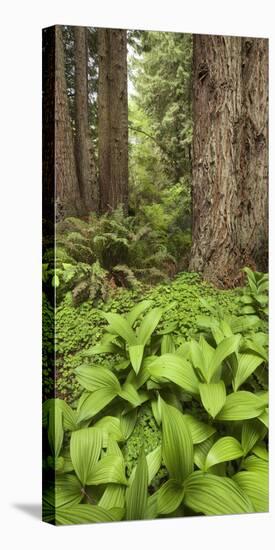 Redwood, Stillwater Cove Regional Park, Sonoma Coast, California, Usa-Rainer Mirau-Stretched Canvas