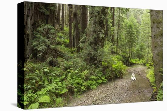 Redwood, Stochoff Creek, Stillwater Cove Regional Park, Sonoma Coast, California, Usa-Rainer Mirau-Stretched Canvas