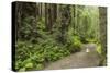 Redwood, Stochoff Creek, Stillwater Cove Regional Park, Sonoma Coast, California, Usa-Rainer Mirau-Stretched Canvas
