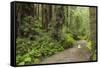 Redwood, Stochoff Creek, Stillwater Cove Regional Park, Sonoma Coast, California, Usa-Rainer Mirau-Framed Stretched Canvas