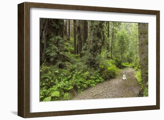 Redwood, Stochoff Creek, Stillwater Cove Regional Park, Sonoma Coast, California, Usa-Rainer Mirau-Framed Photographic Print