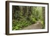 Redwood, Stochoff Creek, Stillwater Cove Regional Park, Sonoma Coast, California, Usa-Rainer Mirau-Framed Photographic Print