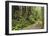 Redwood, Stochoff Creek, Stillwater Cove Regional Park, Sonoma Coast, California, Usa-Rainer Mirau-Framed Photographic Print