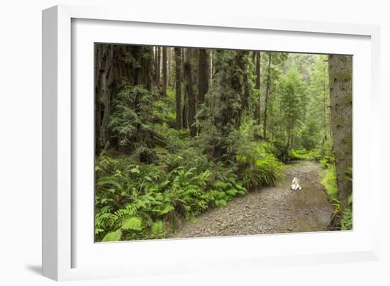 Redwood, Stochoff Creek, Stillwater Cove Regional Park, Sonoma Coast, California, Usa-Rainer Mirau-Framed Photographic Print