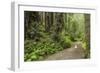 Redwood, Stochoff Creek, Stillwater Cove Regional Park, Sonoma Coast, California, Usa-Rainer Mirau-Framed Photographic Print