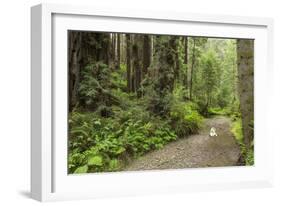 Redwood, Stochoff Creek, Stillwater Cove Regional Park, Sonoma Coast, California, Usa-Rainer Mirau-Framed Photographic Print