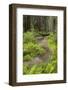 Redwood, Stochoff Creek, Stillwater Cove Regional Park, Sonoma Coast, California, Usa-Rainer Mirau-Framed Photographic Print