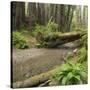 Redwood, Stochoff Creek, Stillwater Cove Regional Park, Sonoma Coast, California, Usa-Rainer Mirau-Stretched Canvas