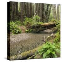 Redwood, Stochoff Creek, Stillwater Cove Regional Park, Sonoma Coast, California, Usa-Rainer Mirau-Stretched Canvas