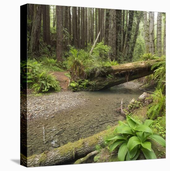 Redwood, Stochoff Creek, Stillwater Cove Regional Park, Sonoma Coast, California, Usa-Rainer Mirau-Stretched Canvas