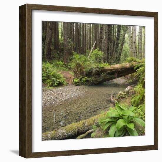 Redwood, Stochoff Creek, Stillwater Cove Regional Park, Sonoma Coast, California, Usa-Rainer Mirau-Framed Photographic Print