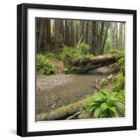 Redwood, Stochoff Creek, Stillwater Cove Regional Park, Sonoma Coast, California, Usa-Rainer Mirau-Framed Photographic Print