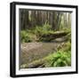 Redwood, Stochoff Creek, Stillwater Cove Regional Park, Sonoma Coast, California, Usa-Rainer Mirau-Framed Photographic Print