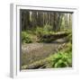 Redwood, Stochoff Creek, Stillwater Cove Regional Park, Sonoma Coast, California, Usa-Rainer Mirau-Framed Photographic Print