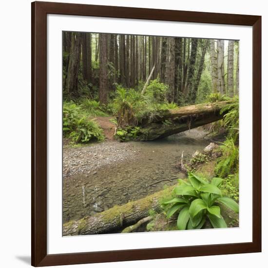 Redwood, Stochoff Creek, Stillwater Cove Regional Park, Sonoma Coast, California, Usa-Rainer Mirau-Framed Photographic Print