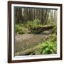 Redwood, Stochoff Creek, Stillwater Cove Regional Park, Sonoma Coast, California, Usa-Rainer Mirau-Framed Photographic Print