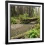 Redwood, Stochoff Creek, Stillwater Cove Regional Park, Sonoma Coast, California, Usa-Rainer Mirau-Framed Photographic Print