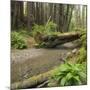 Redwood, Stochoff Creek, Stillwater Cove Regional Park, Sonoma Coast, California, Usa-Rainer Mirau-Mounted Photographic Print